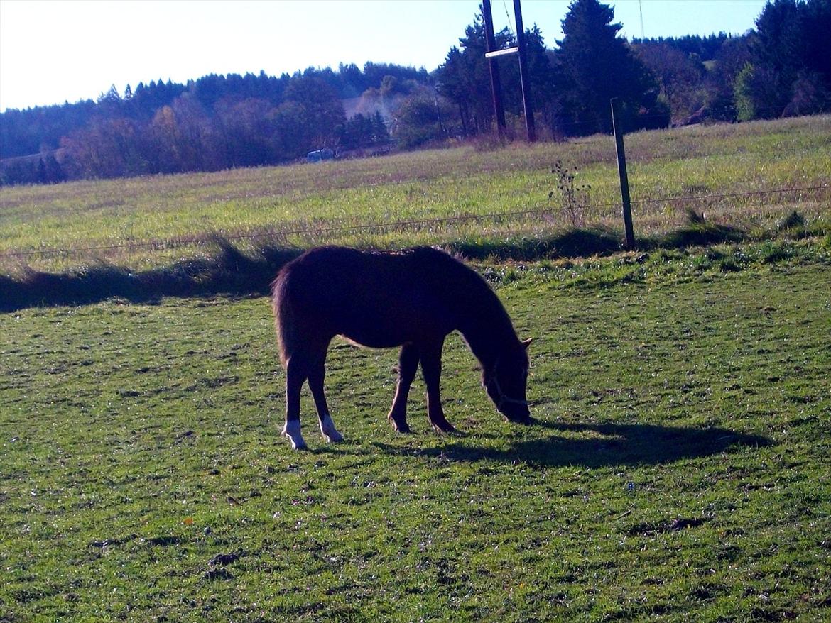 Welsh Mountain (sec A) Piccasso billede 4