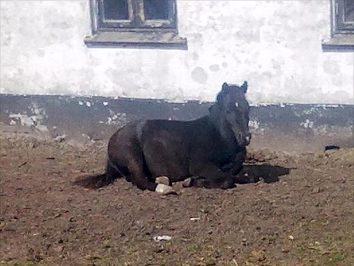 Welsh Mountain (sec A) Piccasso billede 5