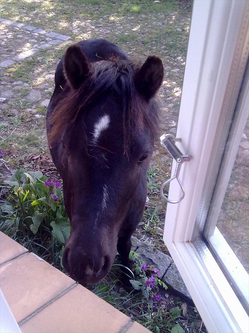 Welsh Mountain (sec A) Piccasso billede 2