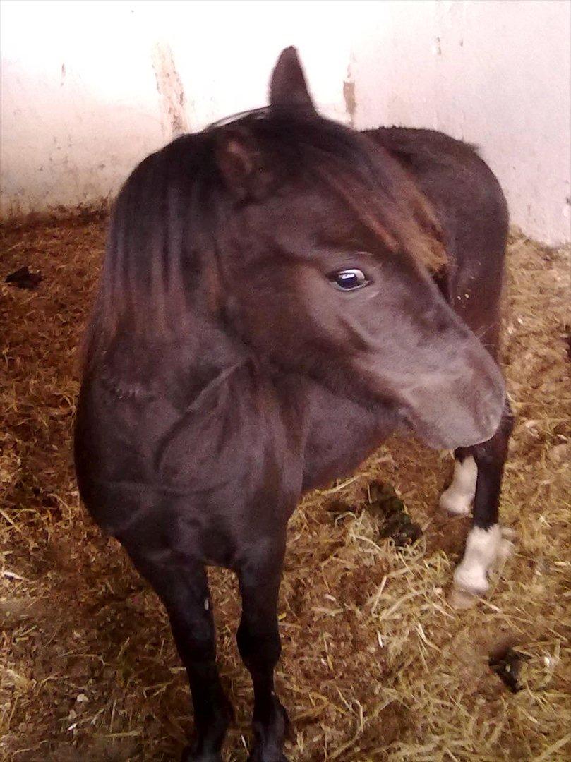 Welsh Mountain (sec A) Piccasso billede 6