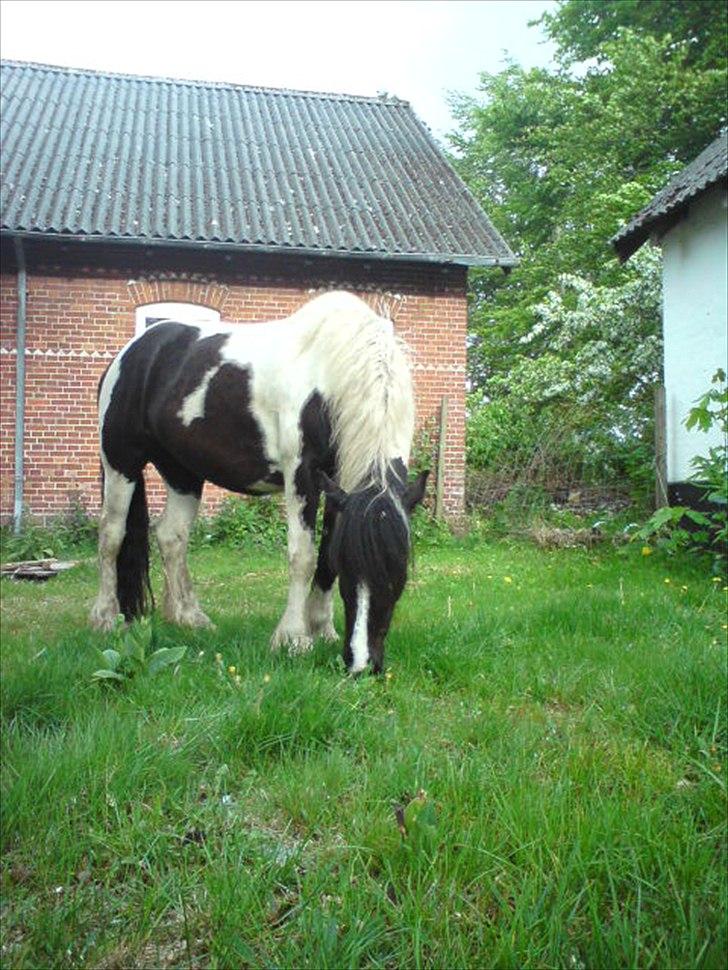 Tinker Nova billede 7