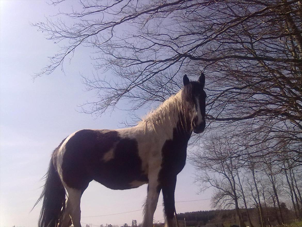 Tinker Nova billede 10