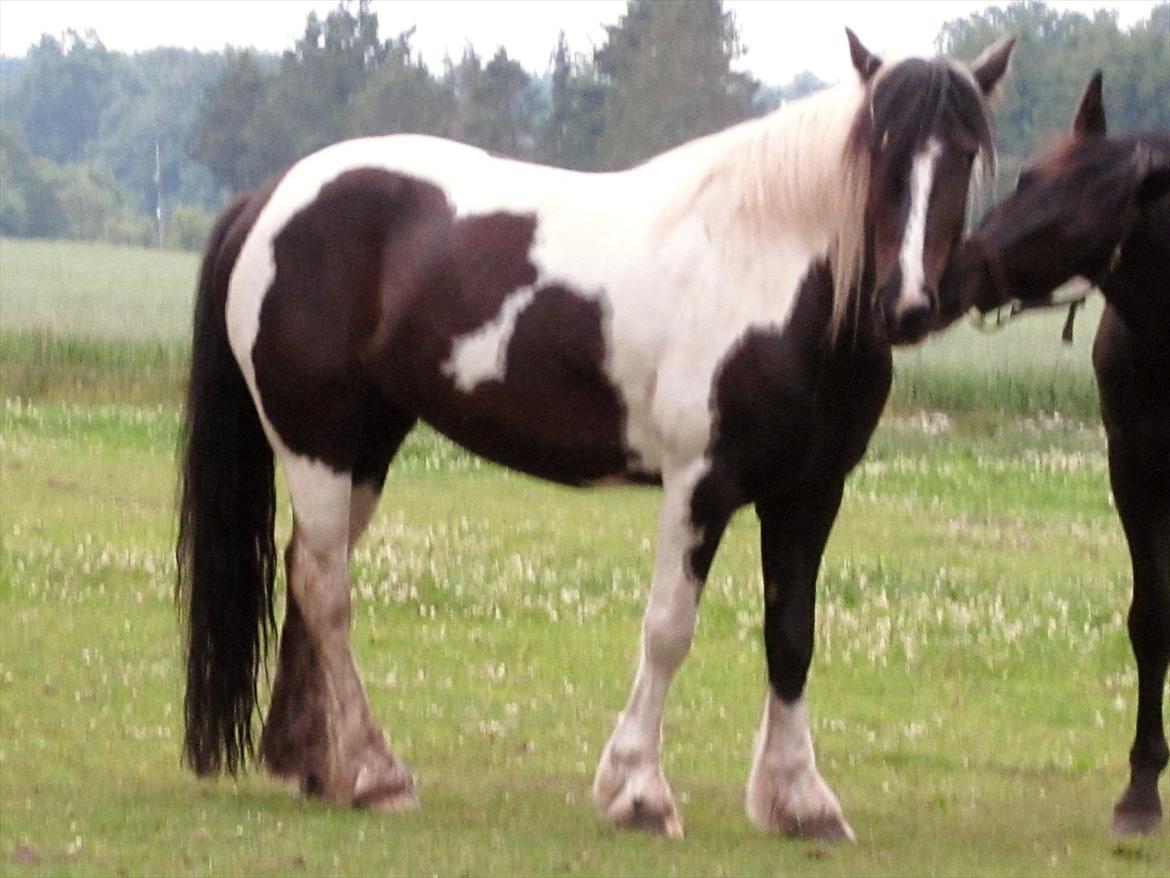 Tinker Nova billede 12