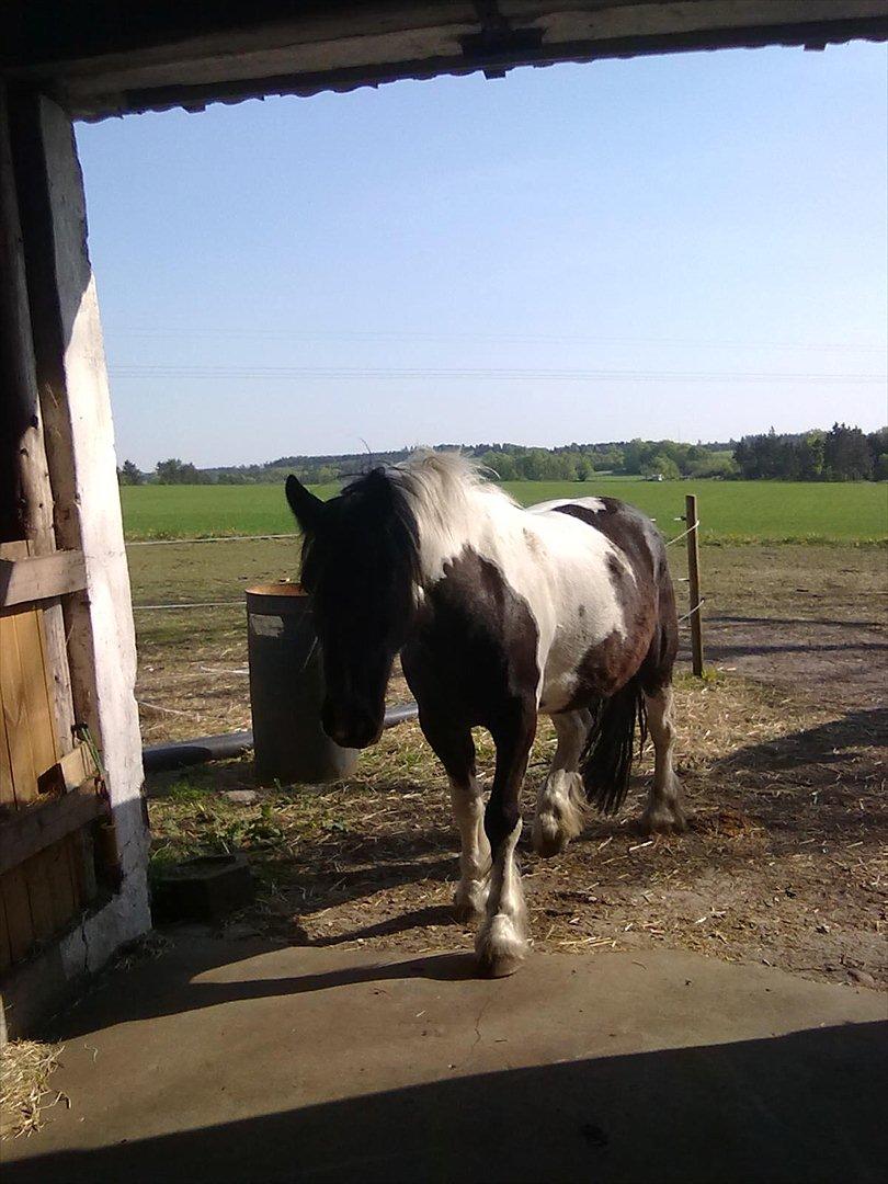 Tinker Nova billede 14