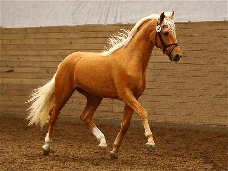 Palomino Kvolsbæk's Diamond Dream  billede 1