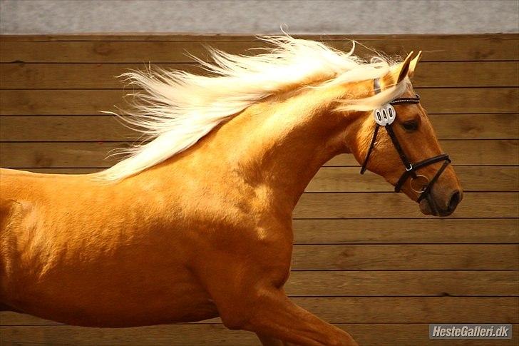 Palomino Kvolsbæk's Diamond Dream  billede 3