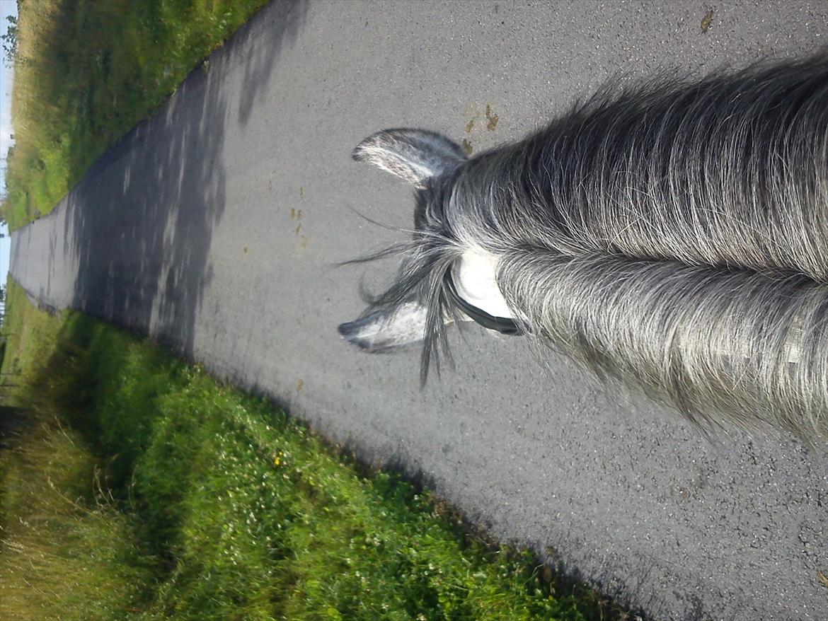 Connemara Emerald Eva * Soulmate * - Tak fordi i så med <3 billede 20