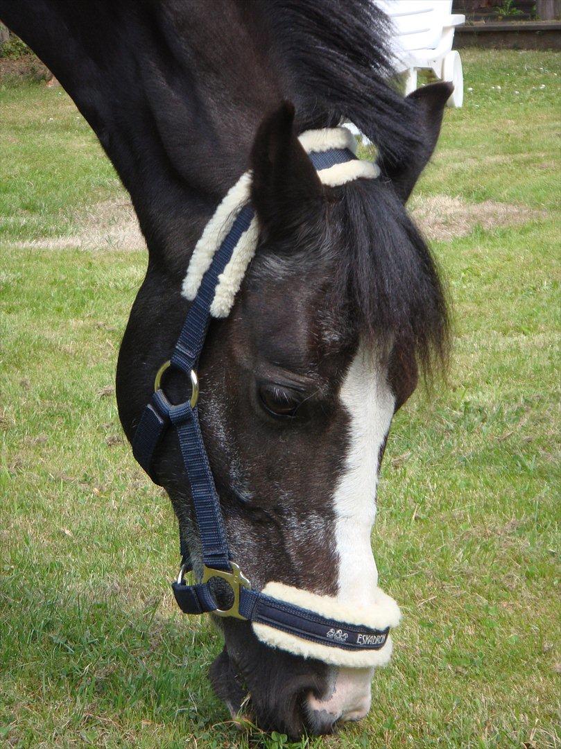 Anden særlig race Bum-Bum  *SOLGT* - Jeg elsker dig bum <3 billede 17