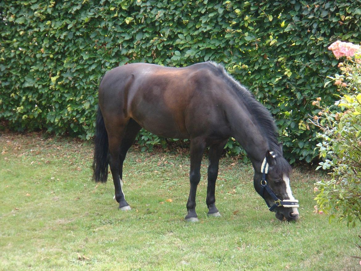 Anden særlig race Bum-Bum  *SOLGT* - tak fordi i så med ;) 
læg gerne en kommentar! billede 20