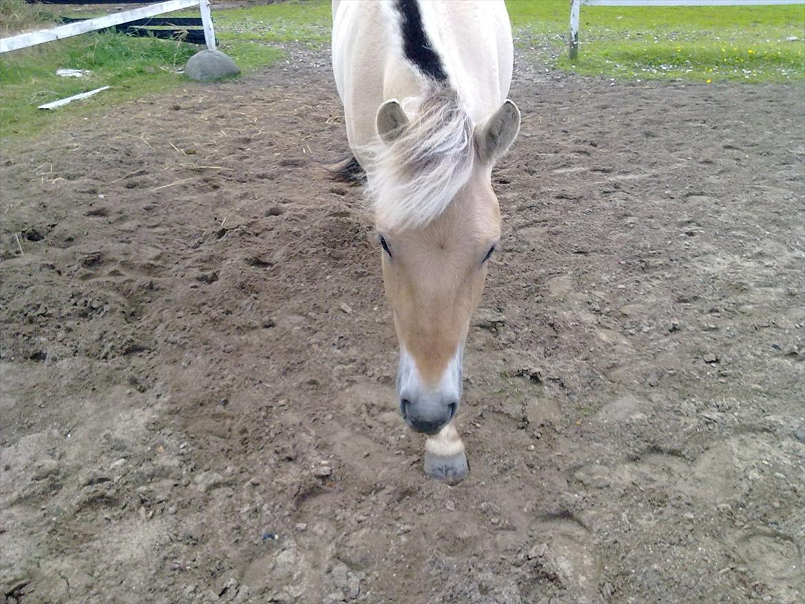 Fjordhest | Cirkeline SOLGT-Savnet!<3 *Farvel min skat* - Hun kommer når man kalder.. ;-) billede 9