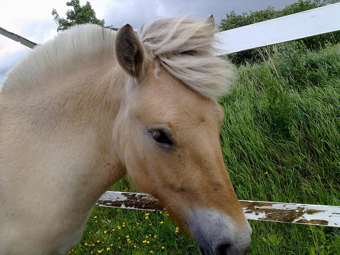 Fjordhest | Cirkeline SOLGT-Savnet!<3 *Farvel min skat* - Smuukkk!!!!!<3 billede 11