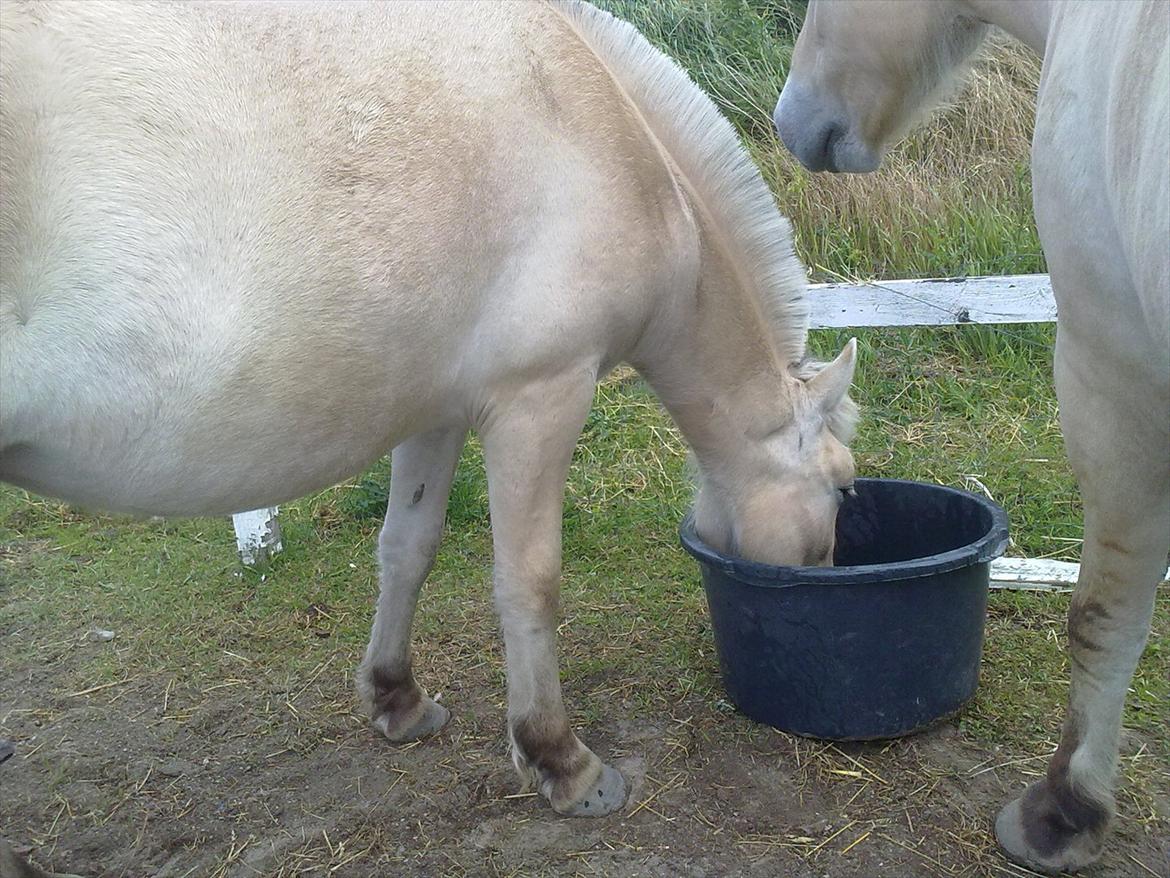 Fjordhest | Cirkeline SOLGT-Savnet!<3 *Farvel min skat* - Lidt rund efter at komme ind fra engen..? :-S billede 13