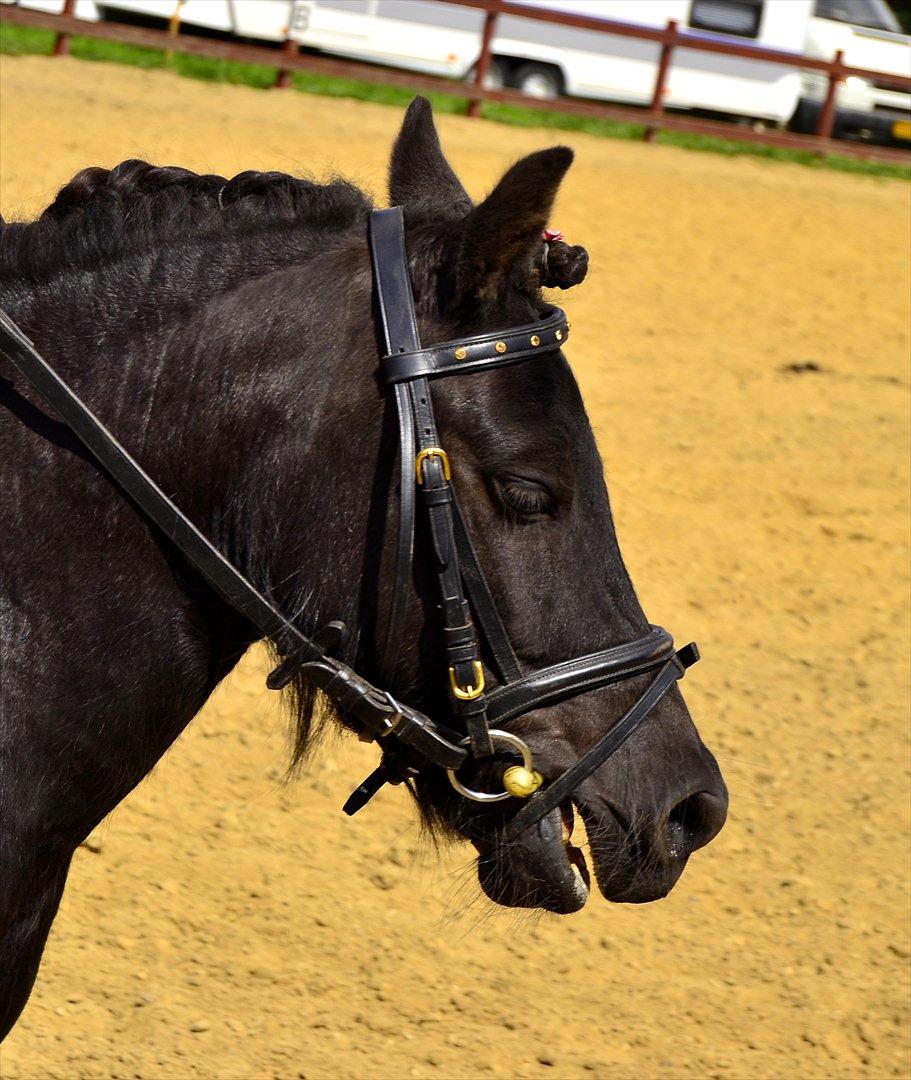 Shetlænder bs(har redet) - bs til pony uge 2011  billede 1