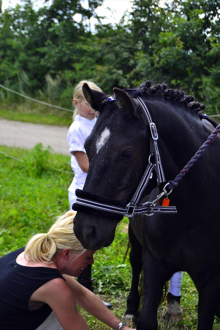 Anden særlig race zafir<3 - zafir til pony uge 2011 billede 11