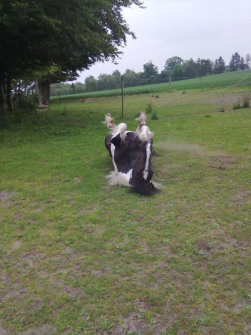 Tinker Nova billede 15