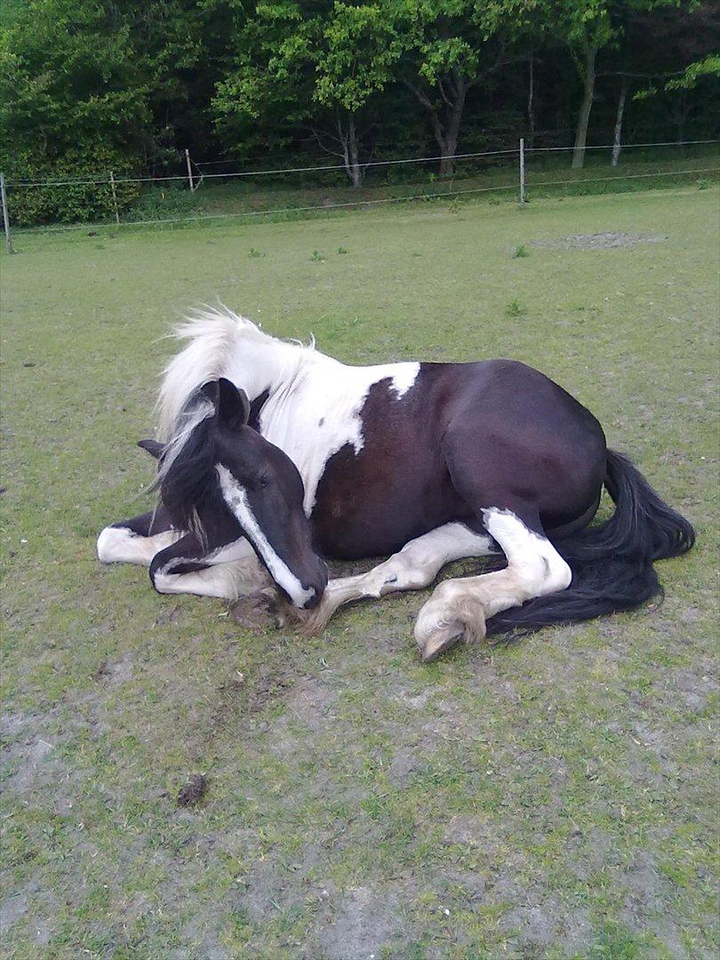 Tinker Nova billede 16