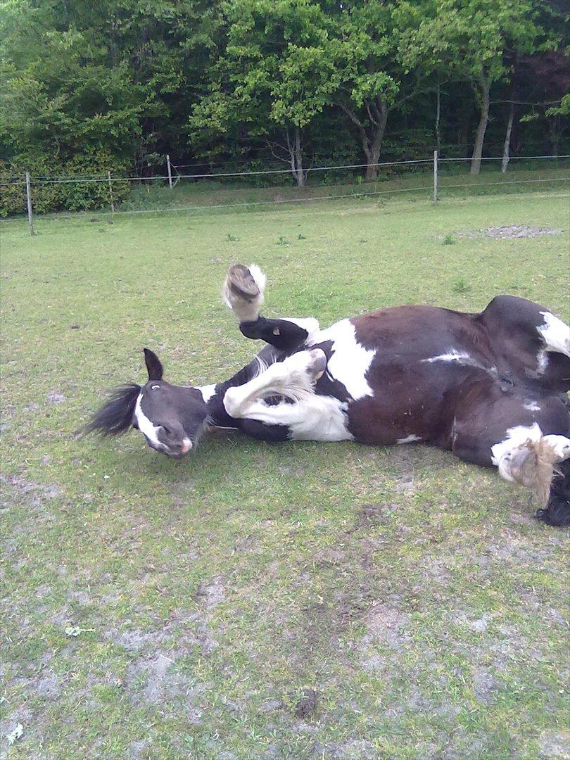 Tinker Nova billede 17