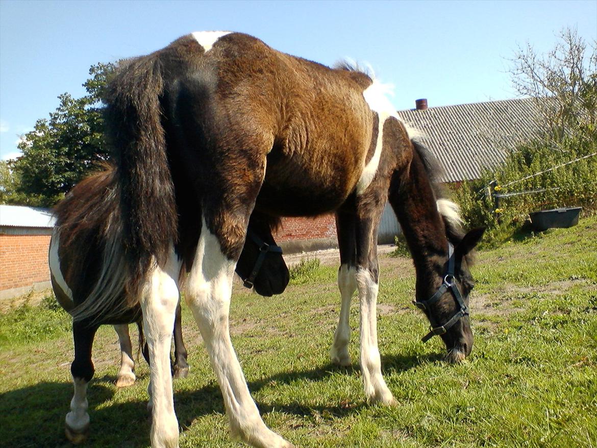 Anden særlig race Frida fra Toftgård (solgt) - 1. aug. 2011
2 gode venner.Den ene lille og tyk .Den anden høj og slank :) billede 16