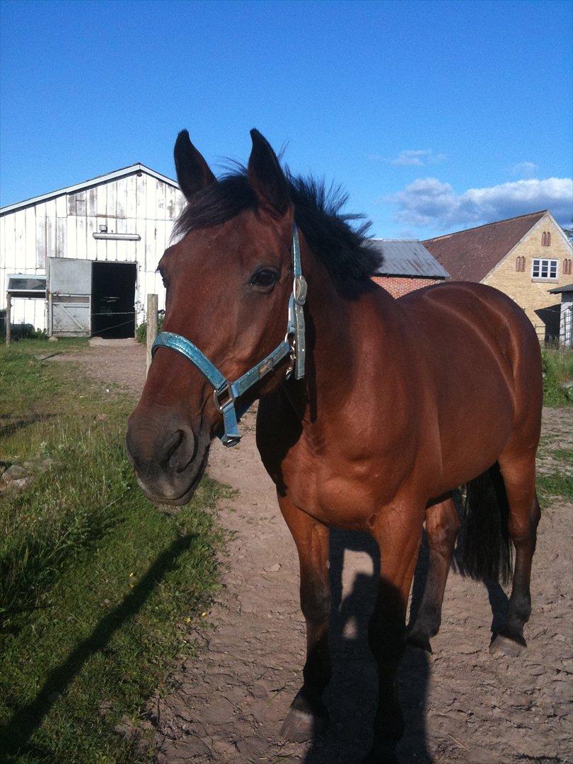 Traver Union Booster - sommer 11. tyk og rund hest :-)  billede 7