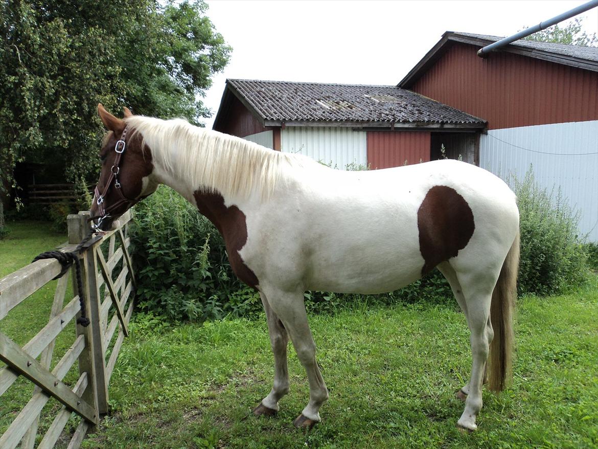 Pinto Katja billede 14