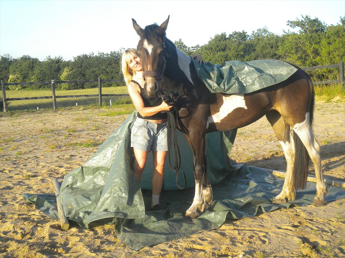 Barockpinto Valencia - Valle <3 - SOLGT - Så bliver der lige leget lidt med presenning :) og valle er ligeglad..  billede 6