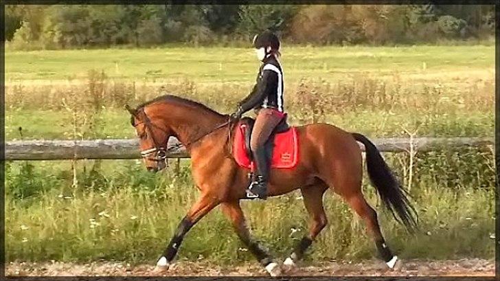 Dansk Varmblod D'Niemann-Sølyst [Himmelhest] - Sensommer 2010 - desværre lidt dårlig kvalitet. På Falkærgård. billede 8