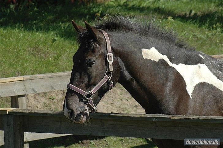 Anden særlig race Winston C billede 10