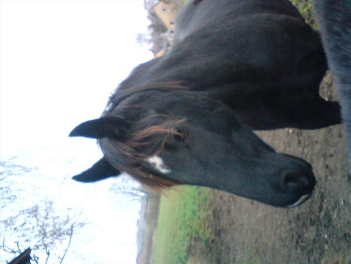 Oldenborg Capriati - Gammelt billede af Capi. billede 5