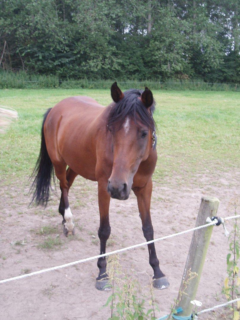Anden særlig race Wi Linnea billede 18