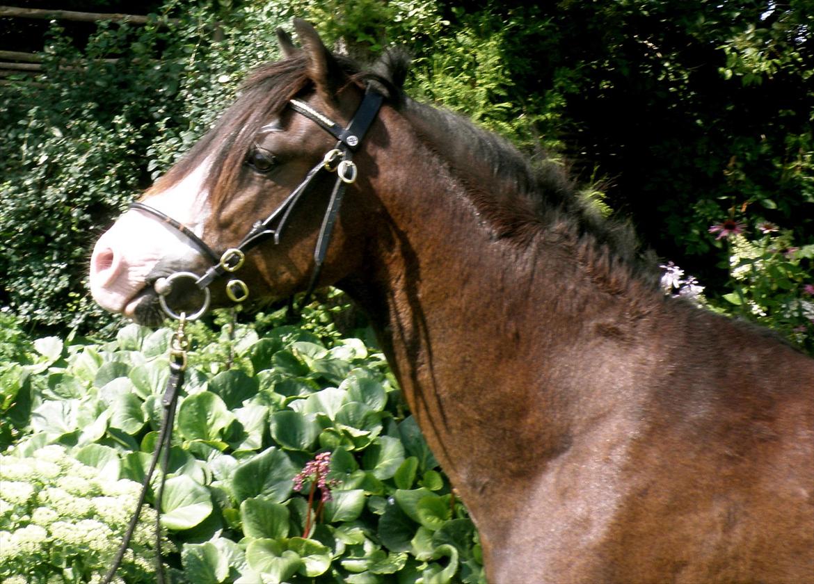 Welsh Pony (sec B) Korreborgs Bobbi *solgt* - Sommer 2011. 2 år billede 12