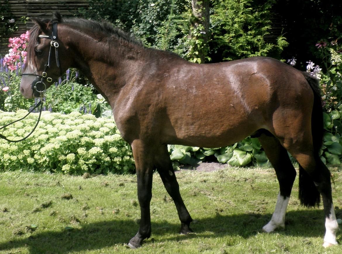 Welsh Pony (sec B) Korreborgs Bobbi *solgt* - 2 år billede 13