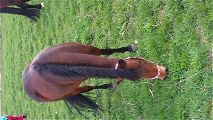 New Forest Bakkegaards Zenn-lii. - jaaaaah masser af græs. "gnask gnask". billede 4