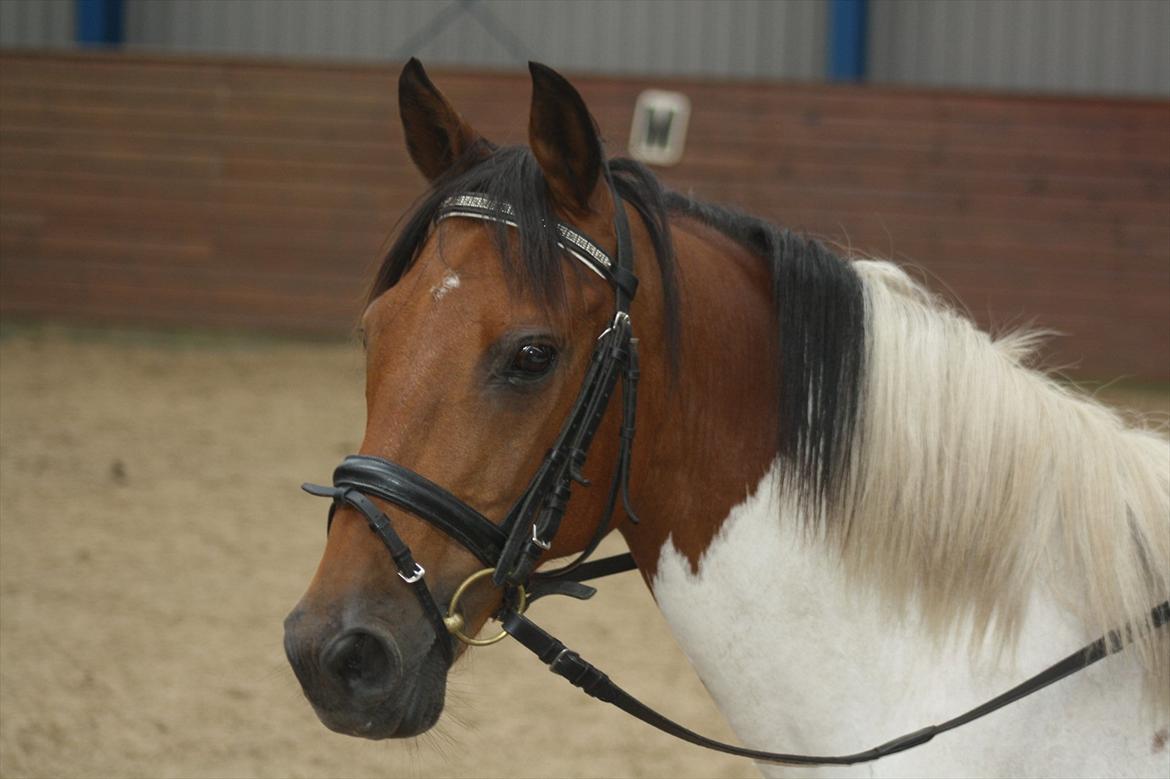 Pinto Boye billede 1