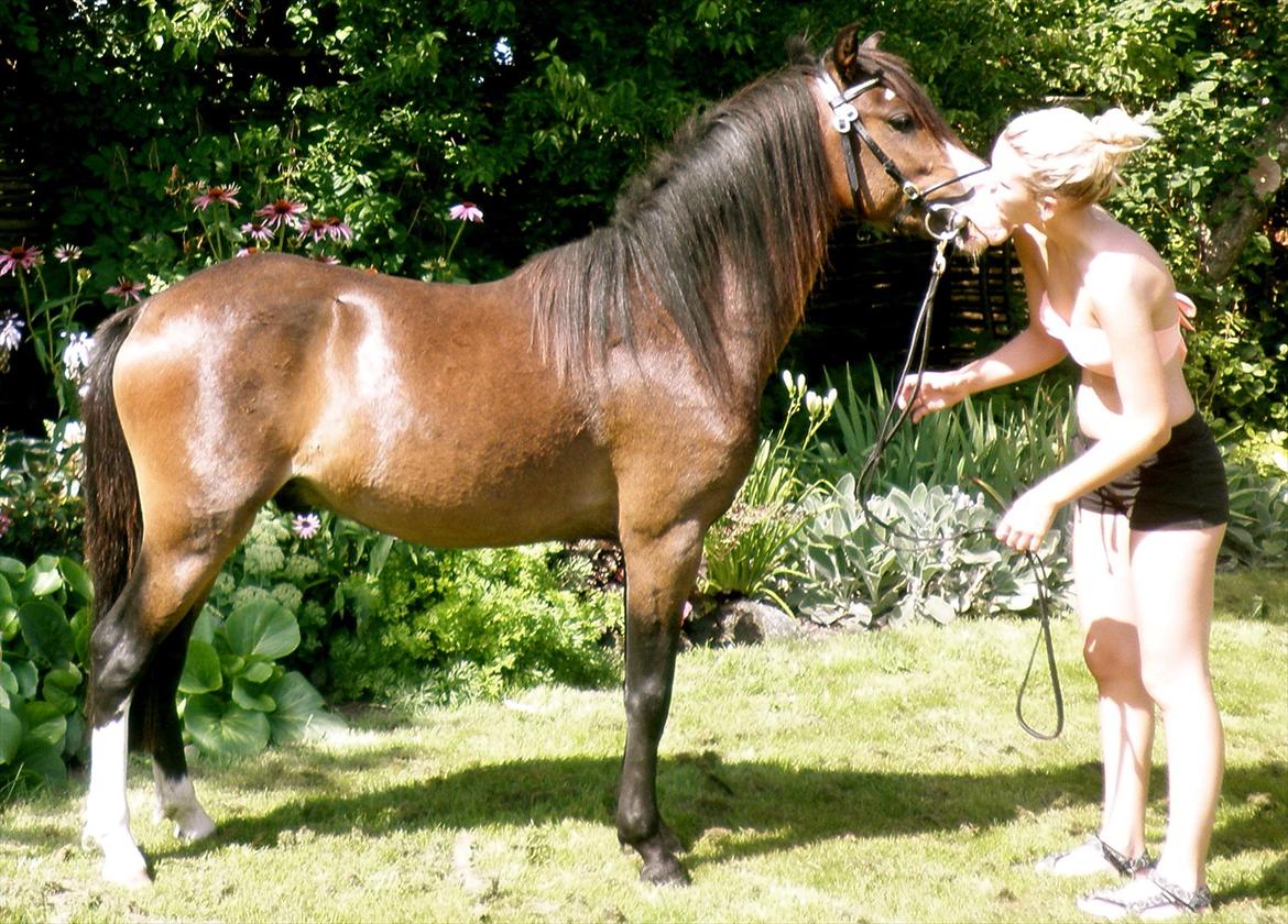 Welsh Pony (sec B) Korreborgs Bobbi *solgt* - Du er min stjerne !! billede 14