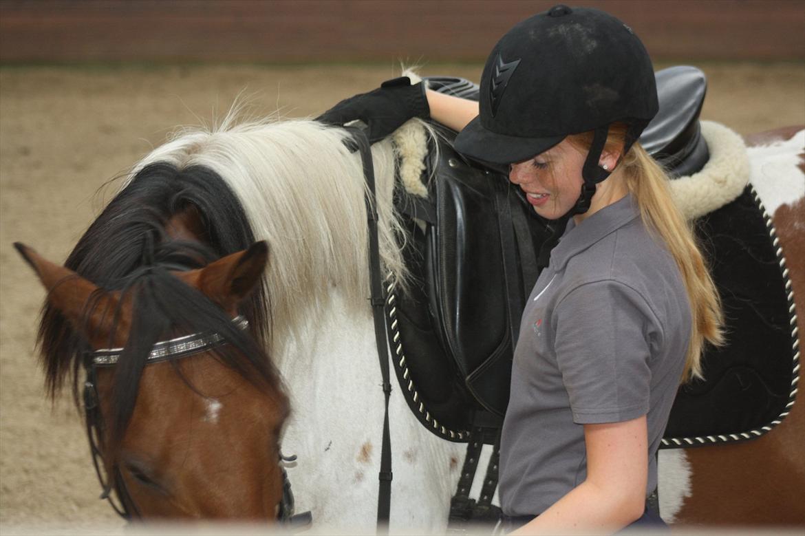 Pinto Boye billede 3