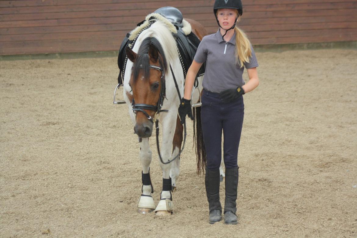 Pinto Boye billede 4