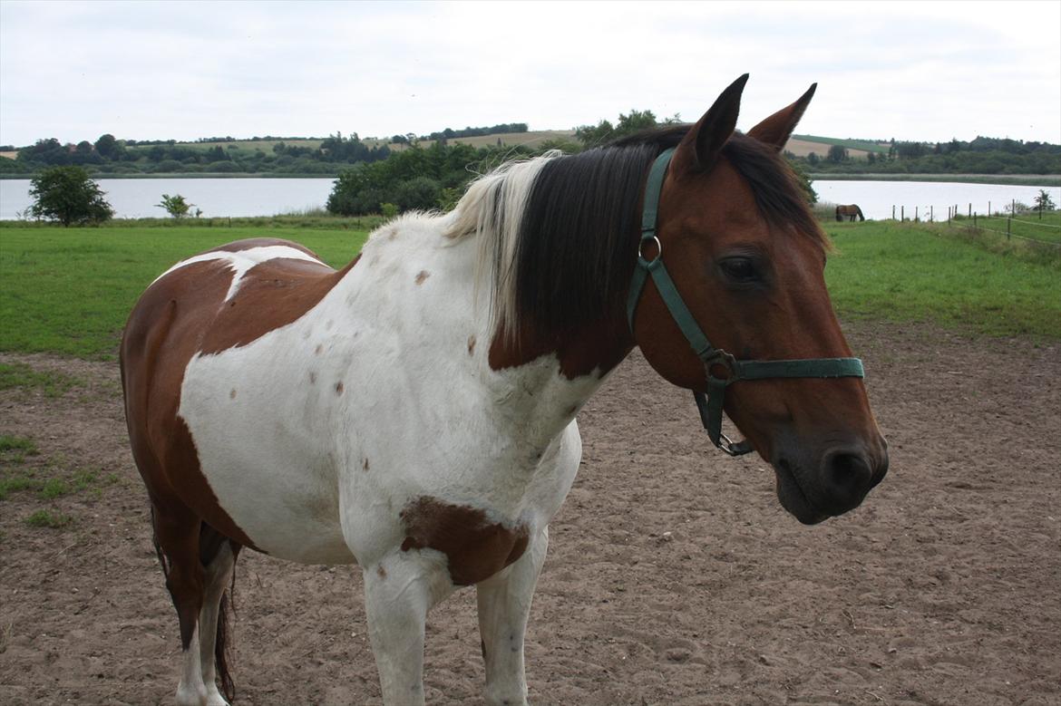 Pinto Boye billede 5