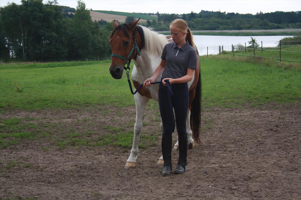 Pinto Boye billede 6