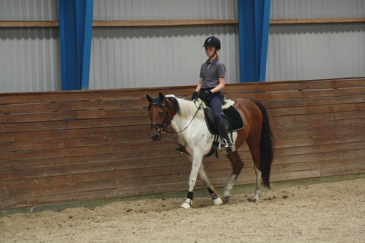 Pinto Boye billede 7