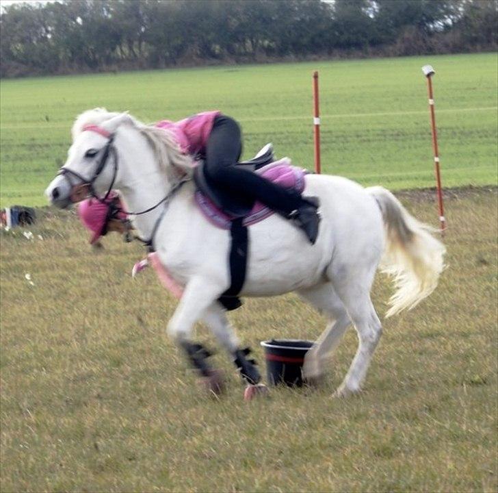 Welsh Mountain (sec A) Bjerregaards-Lillepigen "soulmate" - 18. sommer indivituel! :)  billede 14