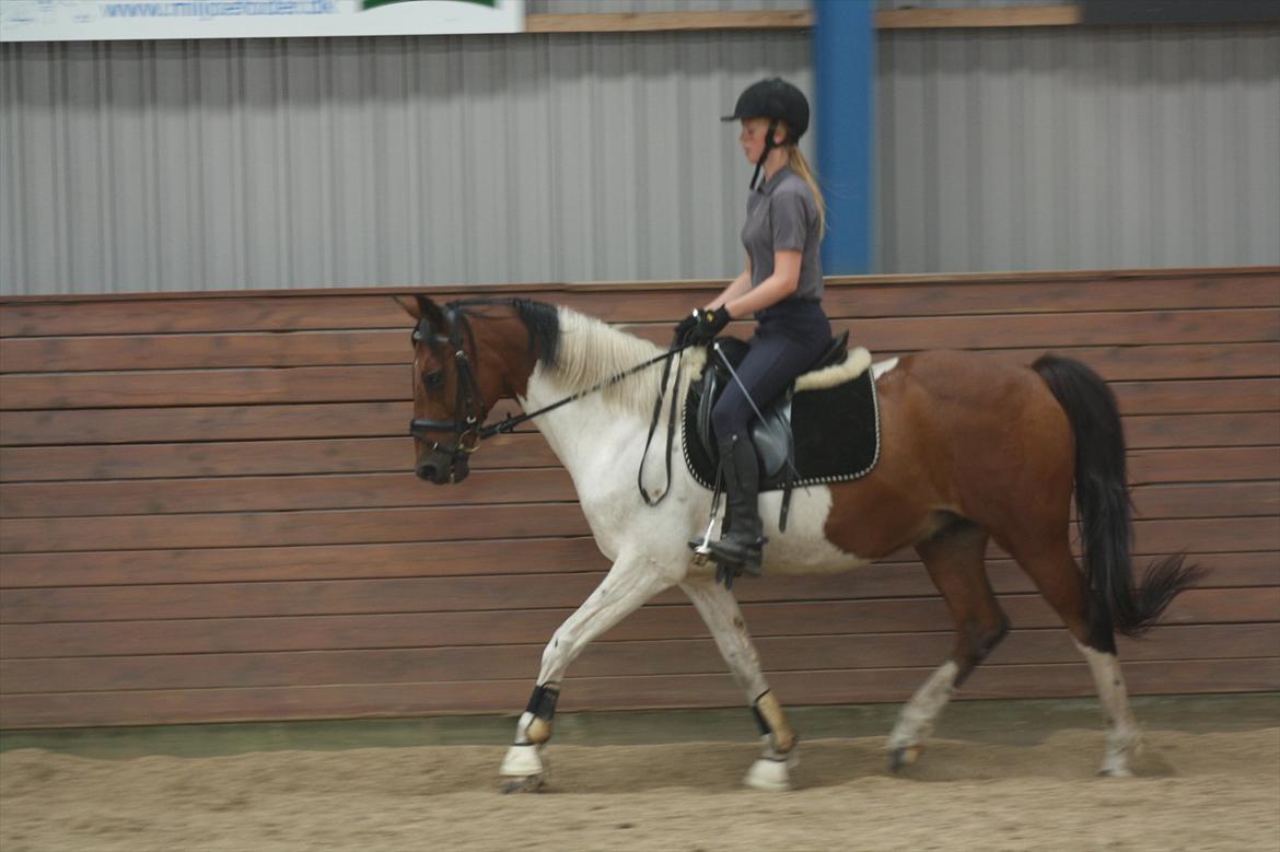 Pinto Boye billede 8