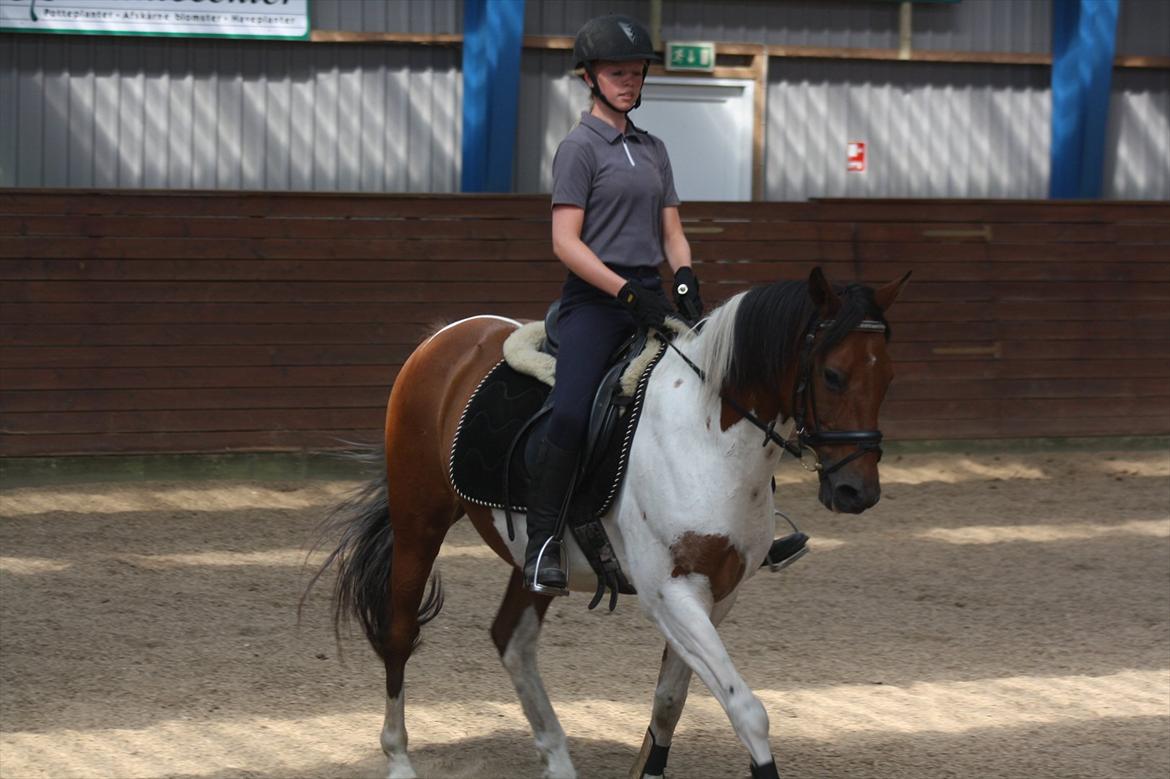 Pinto Boye billede 9