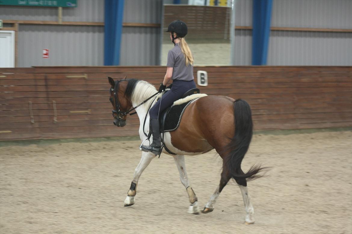 Pinto Boye billede 10