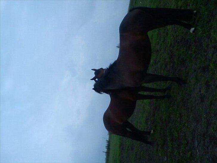 New Forest Bakkegaards Zenn-lii. - Hygge på folden, med Team Landers Frk. Zoya:D I to dejlige ponyer:-*<33 billede 9