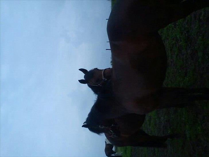 New Forest Bakkegaards Zenn-lii. billede 11