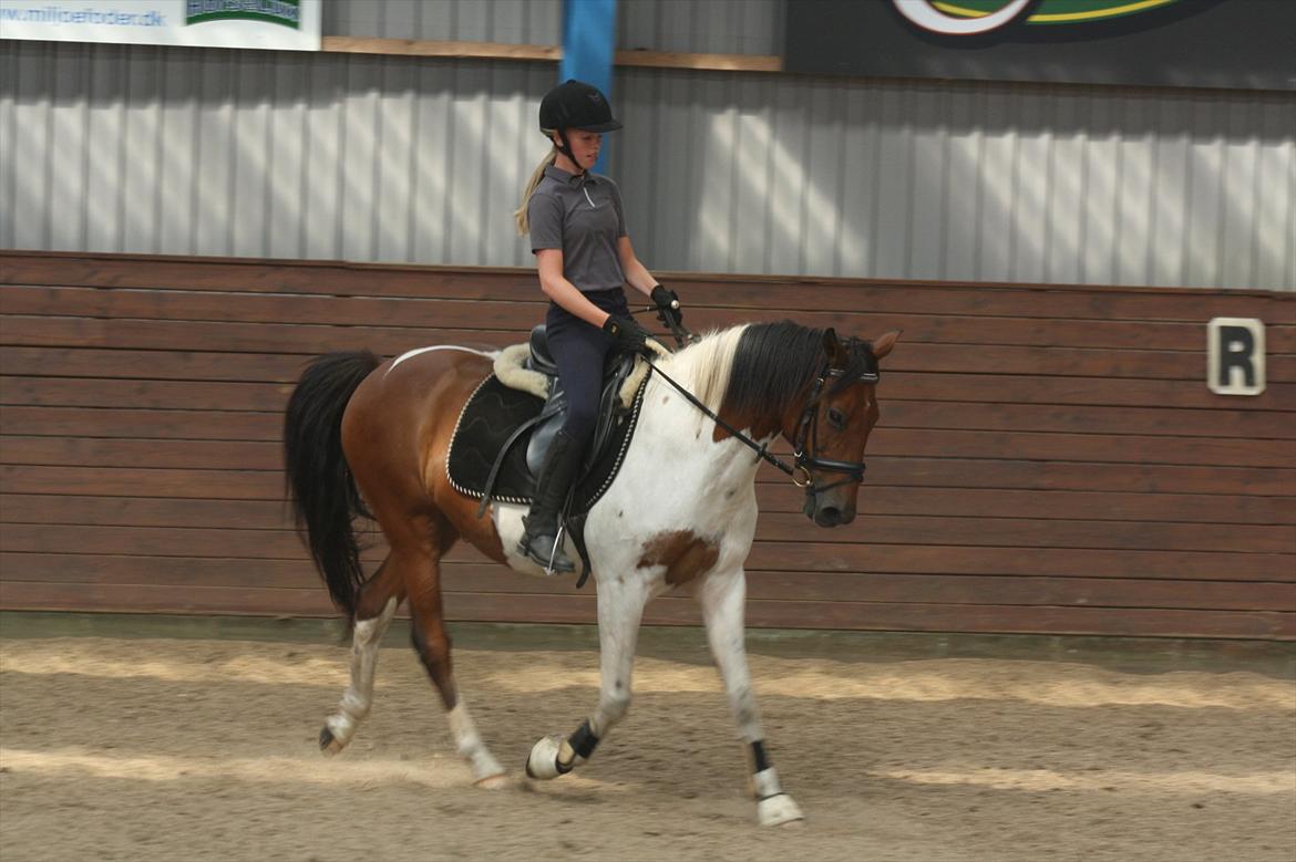 Pinto Boye billede 11