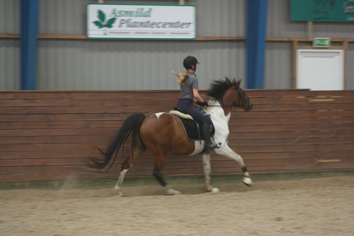 Pinto Boye billede 12