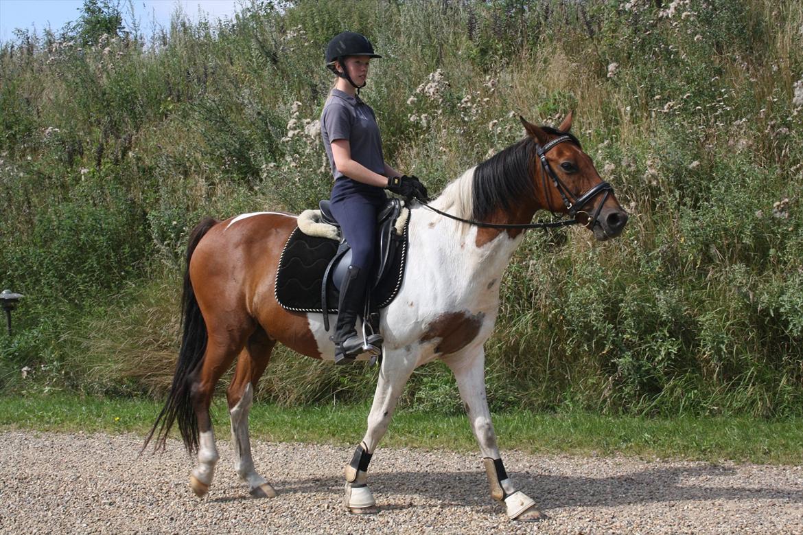 Pinto Boye billede 13