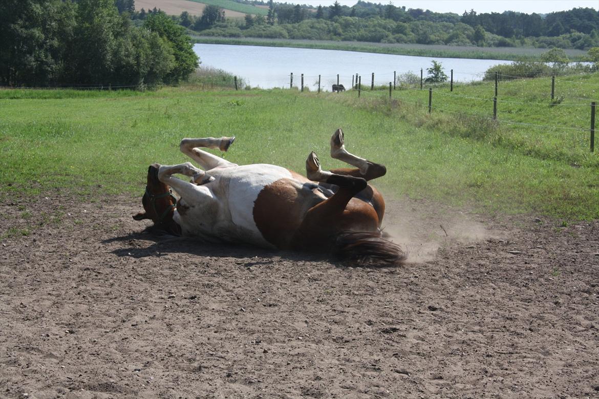 Pinto Boye billede 15