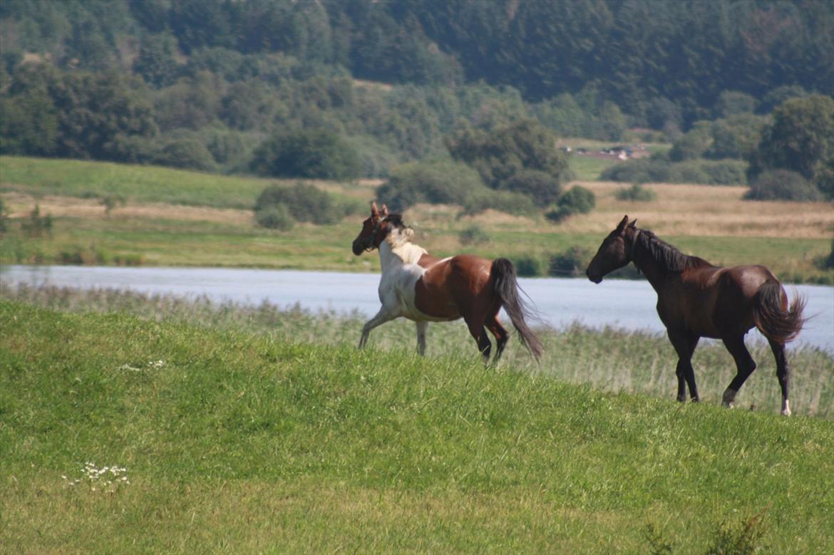 Pinto Boye - Boye og Rockstar på fold billede 16